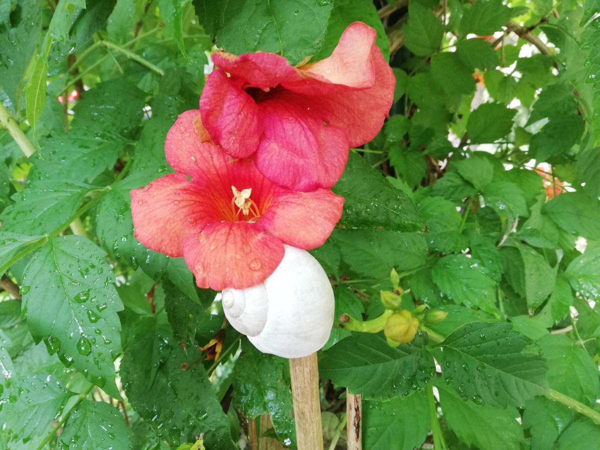 Gite L'Amarante Betschdorf 外观 照片
